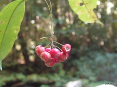 Oncostemum umbellatum