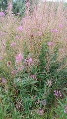 Chamaenerion angustifolium
