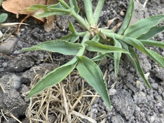 Digitaria sanguinalis