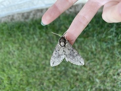 Ceratomia catalpae