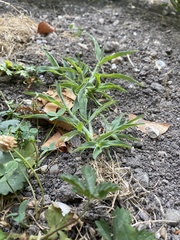 Digitaria sanguinalis