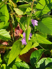 Campanula rapunculoides