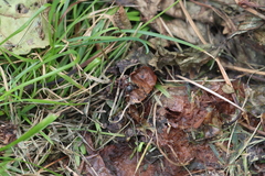 Delphinia picta
