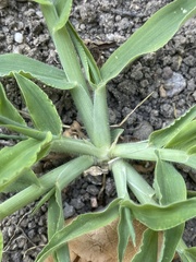 Digitaria sanguinalis