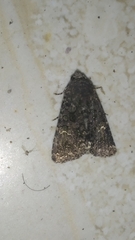 Noctuoidea