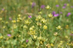 Potentilla umbrosa