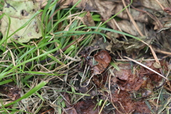 Delphinia picta