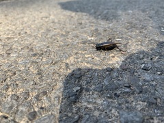 Gryllus