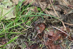 Delphinia picta