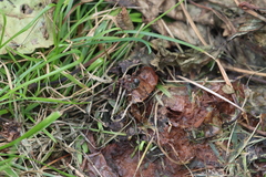 Delphinia picta