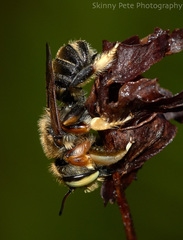 Megachile albitarsis