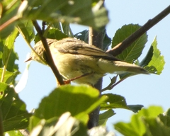 Phylloscopus collybita