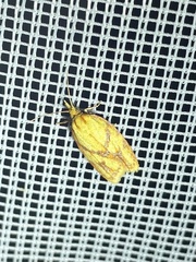 Sparganothis sulfureana