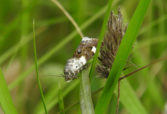 Acontia lucida