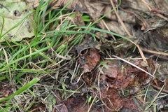 Delphinia picta