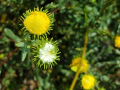 Grindelia nuda