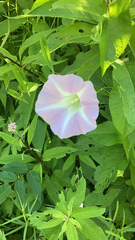 Calystegia sepium
