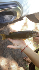 Micropterus dolomieu