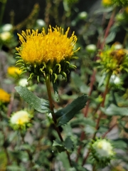 Grindelia nuda