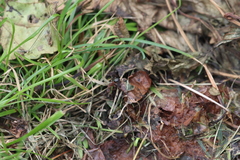 Delphinia picta