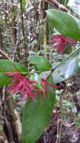 Hypoestes comosa image