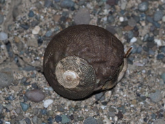 Coenobita