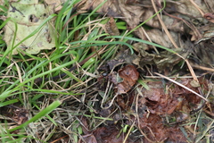 Delphinia picta