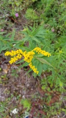 Solidago juncea