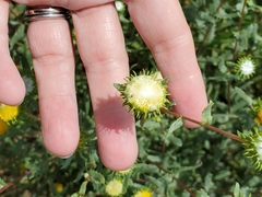 Grindelia nuda