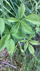 Rubus pensilvanicus