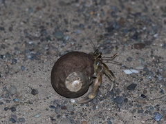 Coenobita