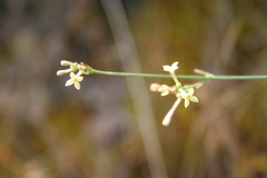 Asperula aristata