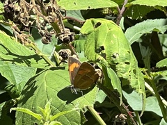 Thecla betulae
