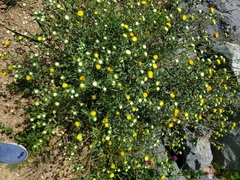Grindelia nuda