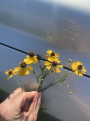 Helenium flexuosum