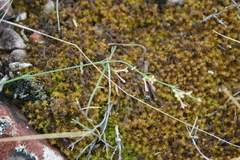 Asperula aristata