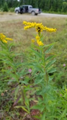 Solidago juncea