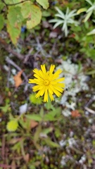 Hieracium lachenalii