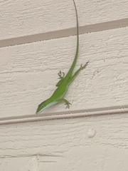 Anolis carolinensis