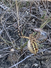 Argiope trifasciata