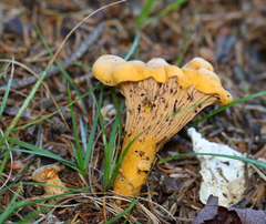 Cantharellus