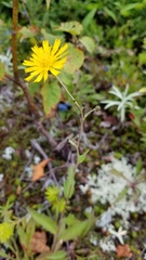 Hieracium lachenalii