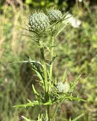 Cirsium discolor