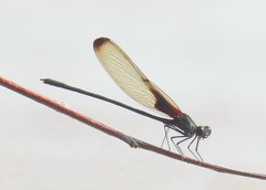 Hetaerina titia