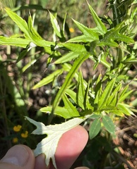 Cirsium discolor