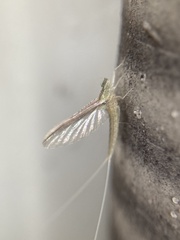 Callibaetis