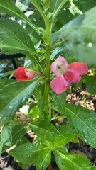 Impatiens balsamina