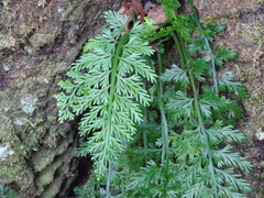 Asplenium rutifolium