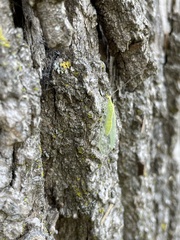 Chrysopa nigricornis