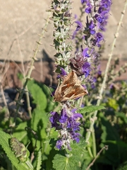 Chrysodeixis includens